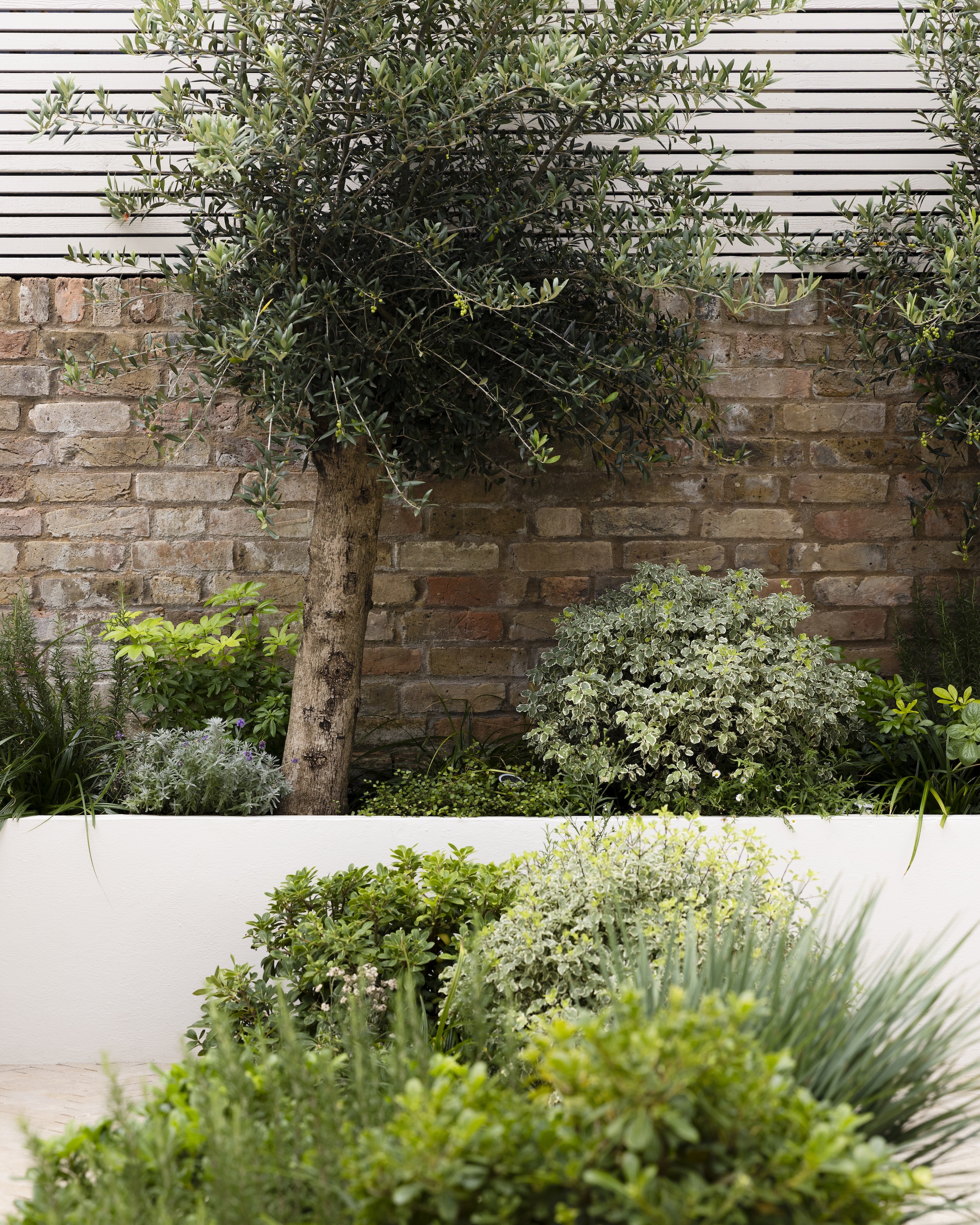 a mediterranean garden in london with large olive trees