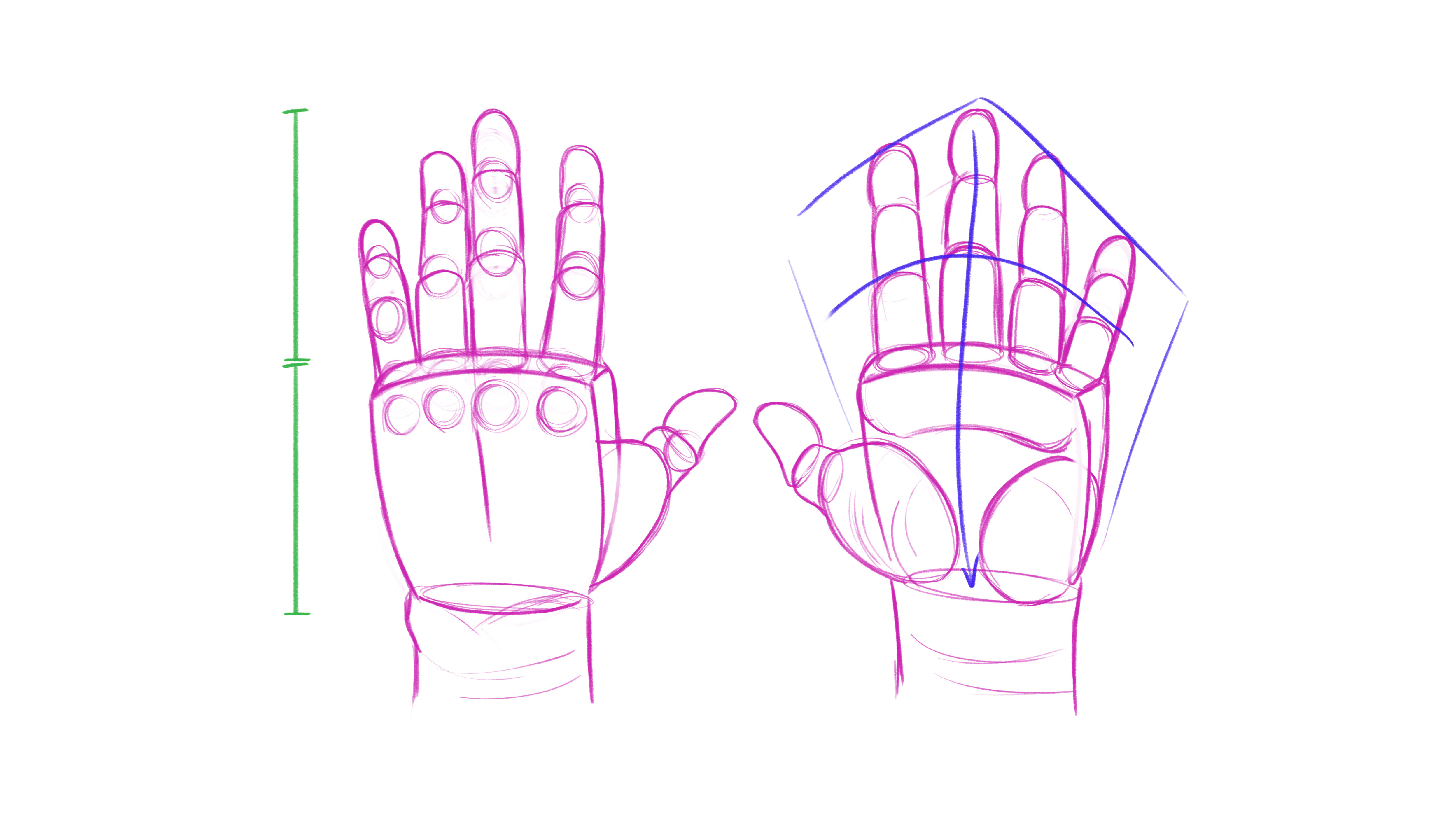 How to draw hands: sketch of hand with fingers in proportion