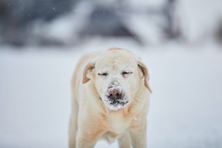 Labrador in the snow