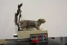 nsf, sl, animal robotics
