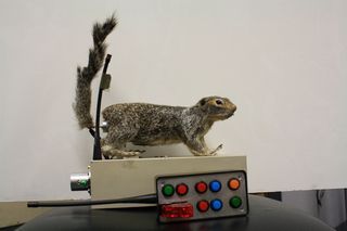 nsf, sl, animal robotics