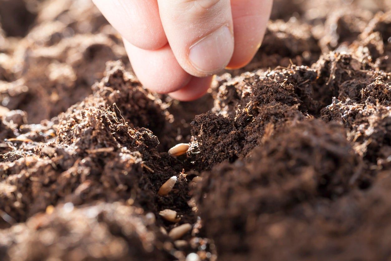 Placing Of Seeds In Soil