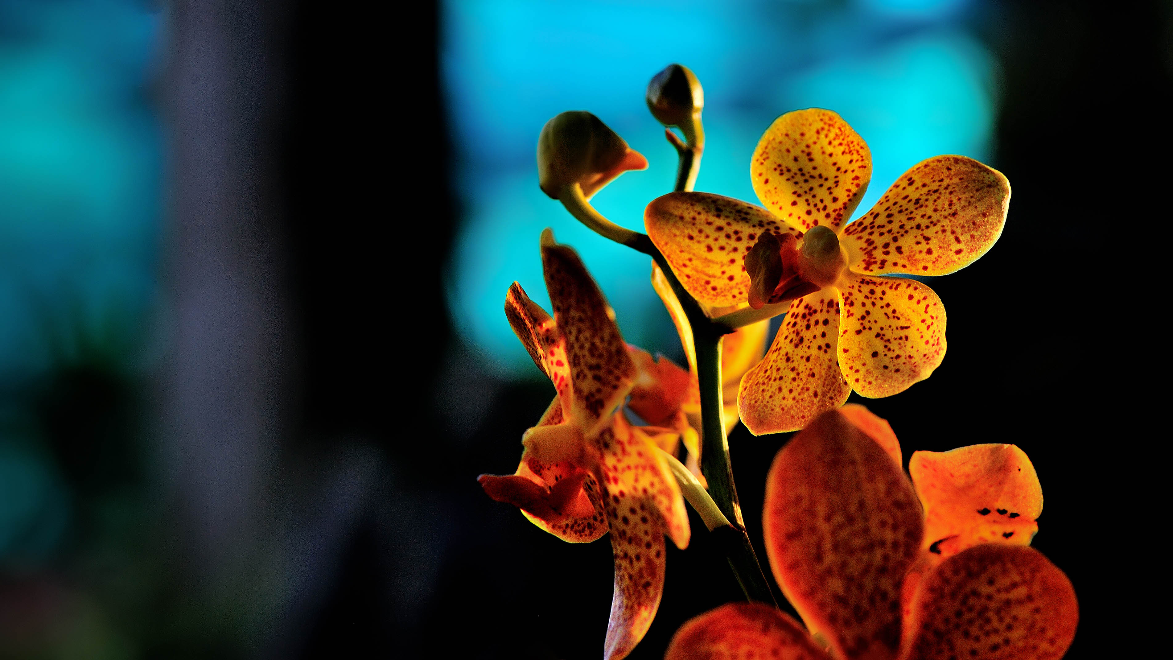 Дикая орхидея ночью