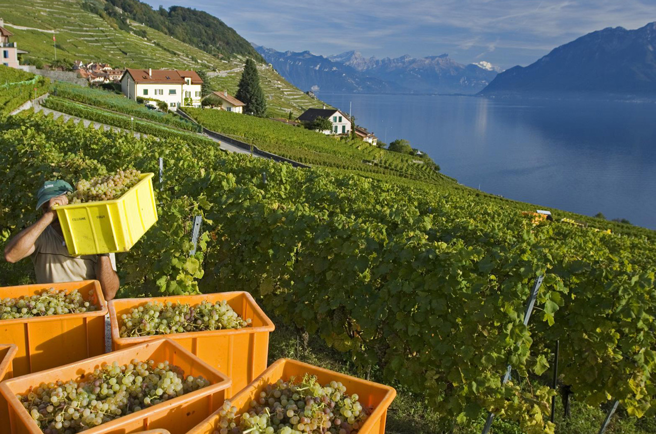 Harvest time, Lavaux vineyards