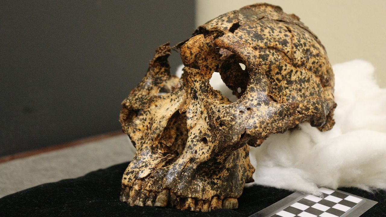 The fully prepared Paranthropus robustus skull.