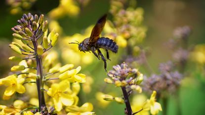 A carpenter bee flying over flowers