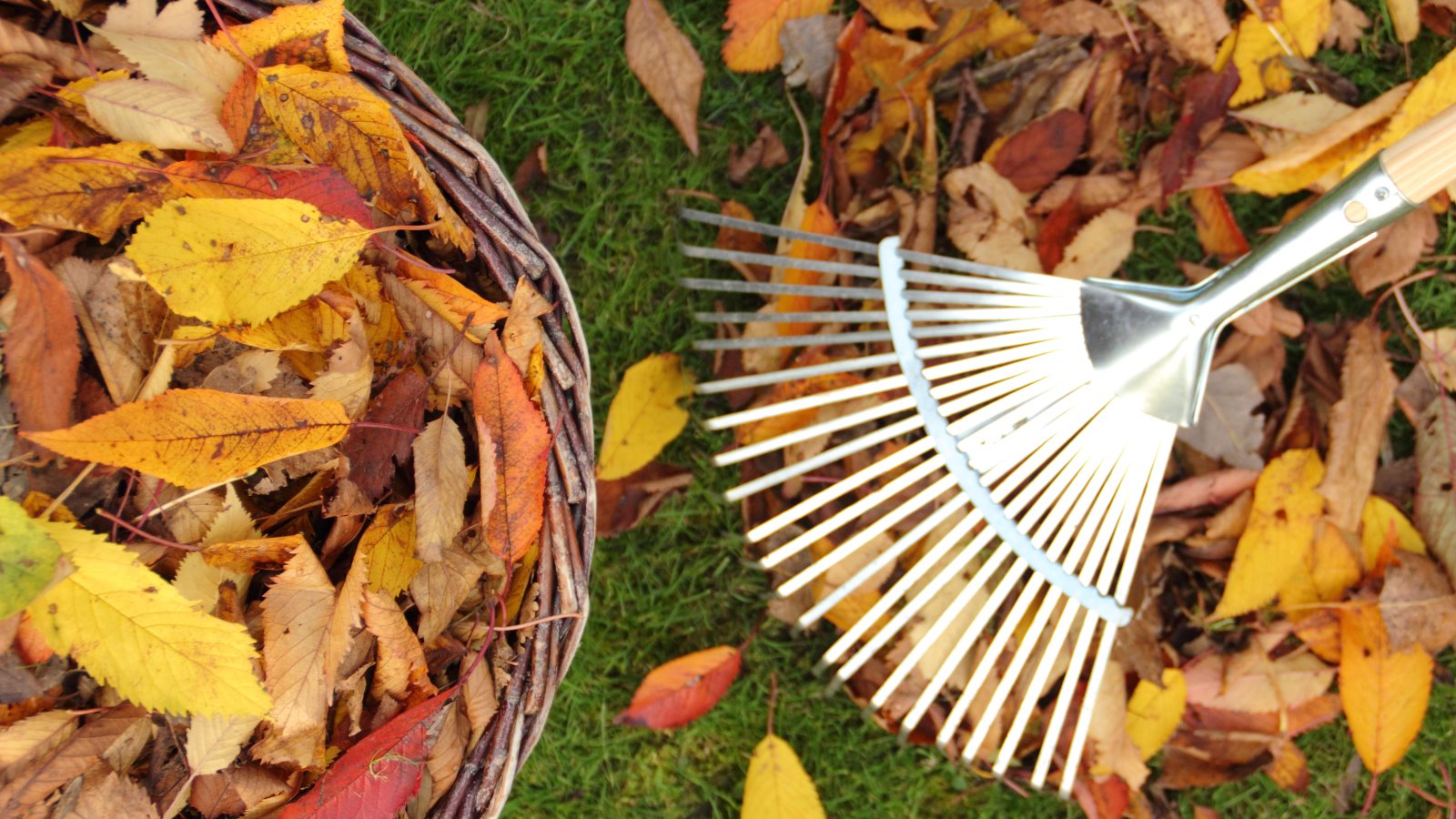 Collecting fallen autumn leaves off a lawn