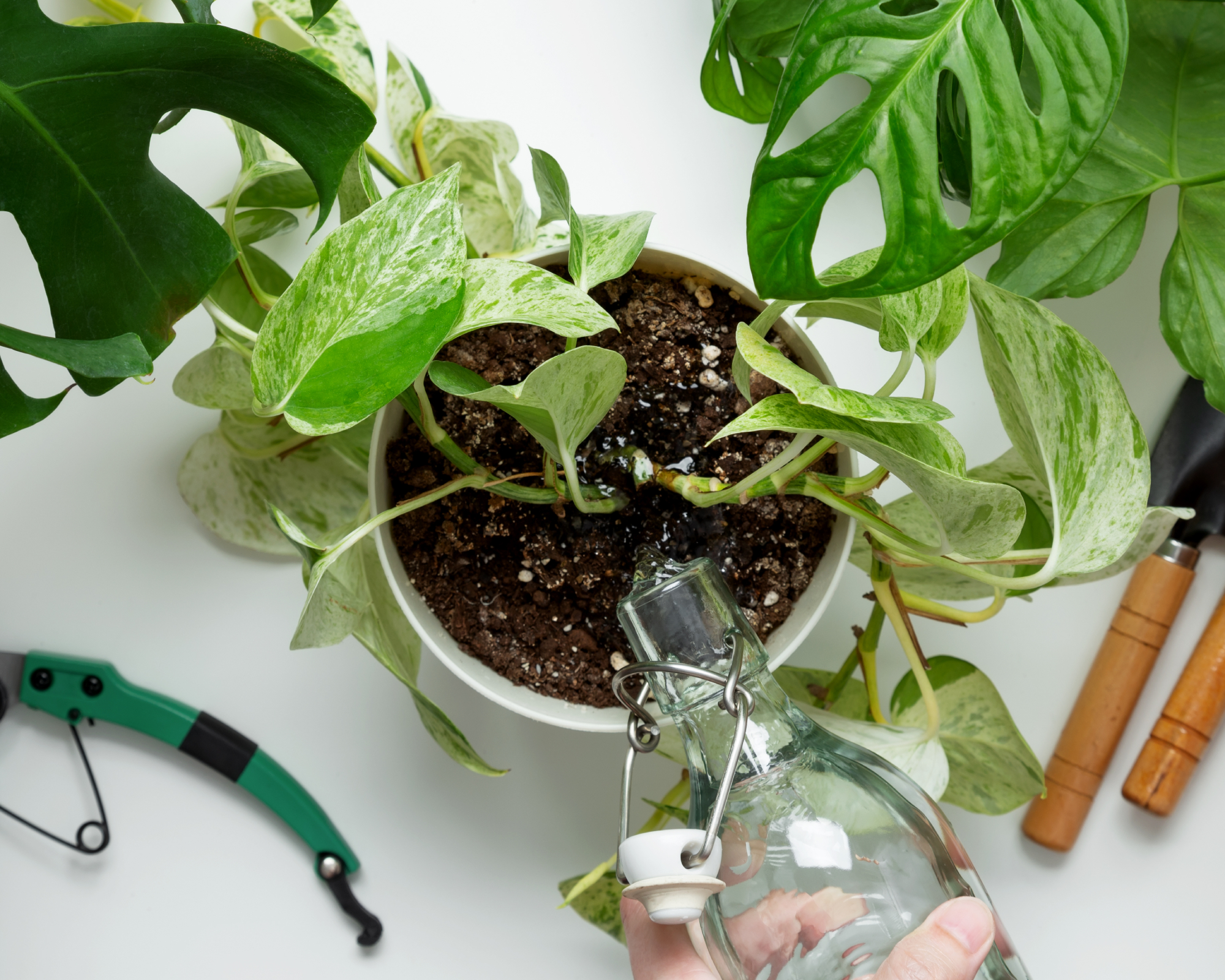 bottle watering pothos plant
