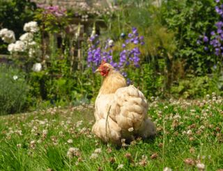 chicken in green grass