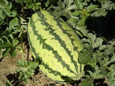 Large Watermelon Growing In The Garden