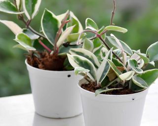 two small hoya tricolor plants in white pots