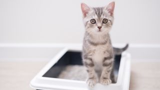 Kitten in litter tray