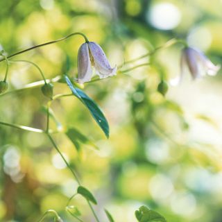 White winter clematis flowers on blurred background