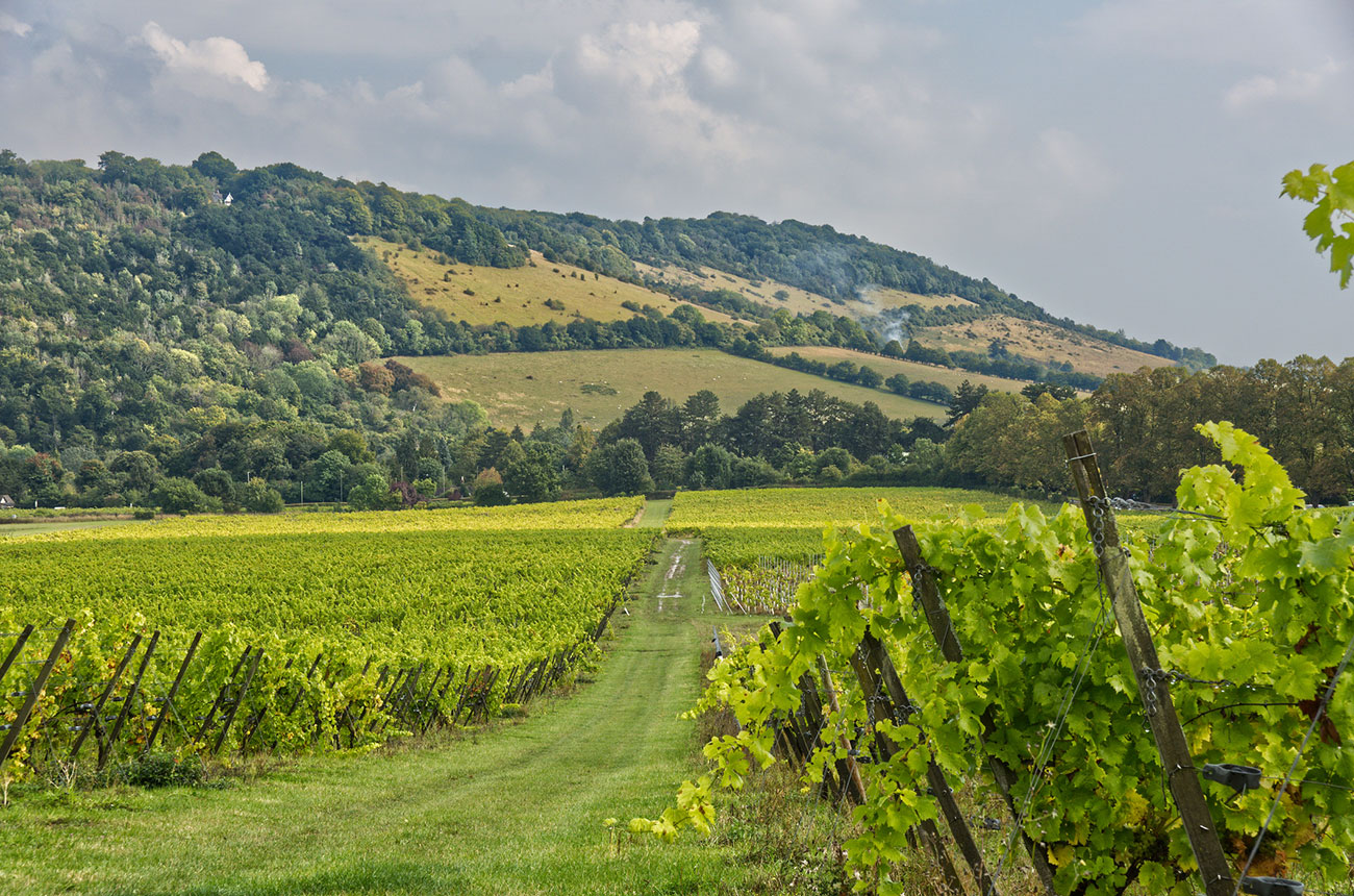 english vineyard, north downs