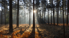 Sunlight shining through the trees in a forest