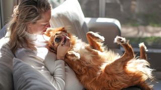 32 common dog behavior problems and solutions