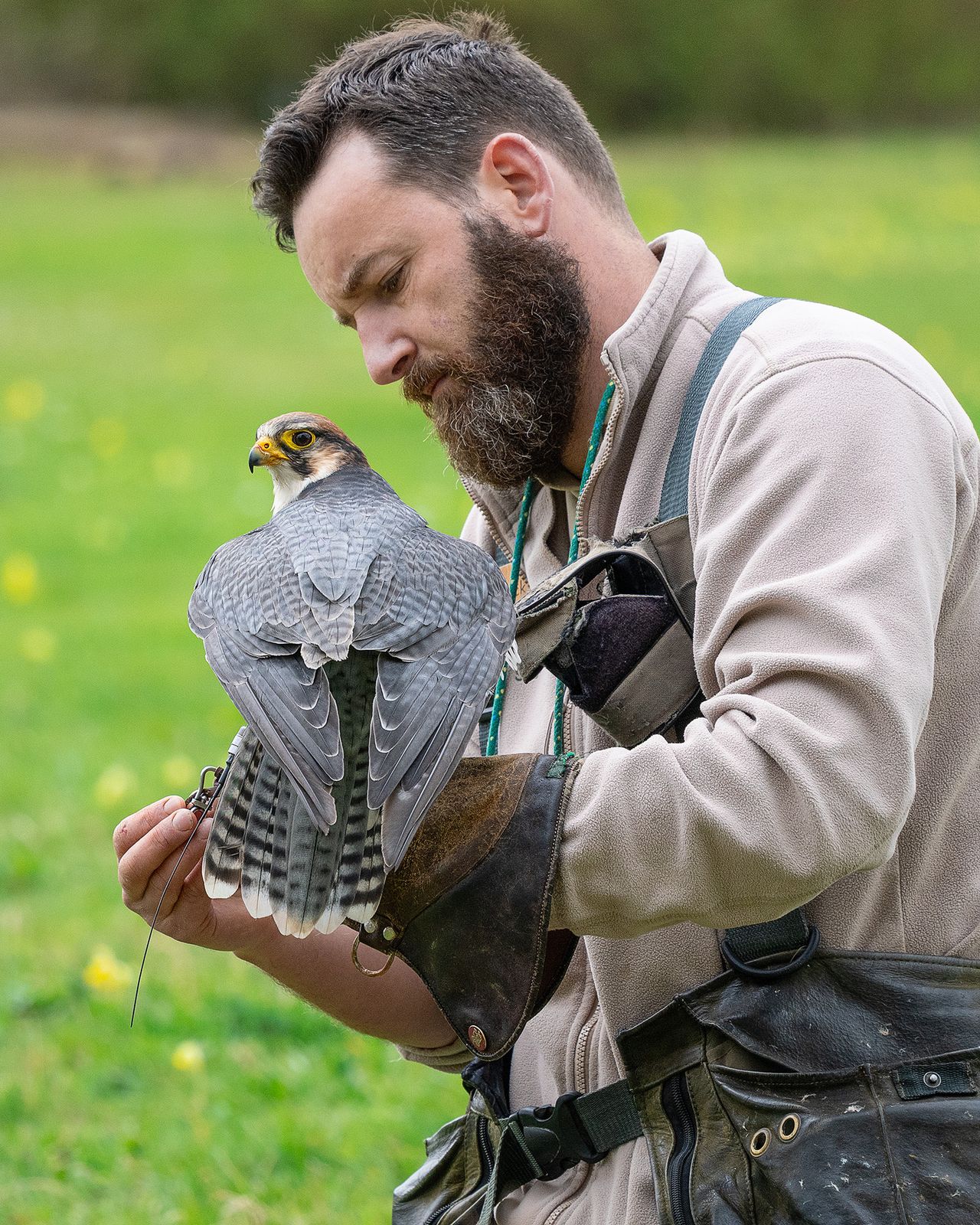 Hawk at Hawk Conservancy Trust, Hampshire, sitting on handler's arm