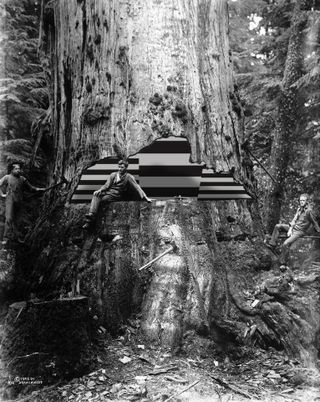 Black & white image of men cutting a tree