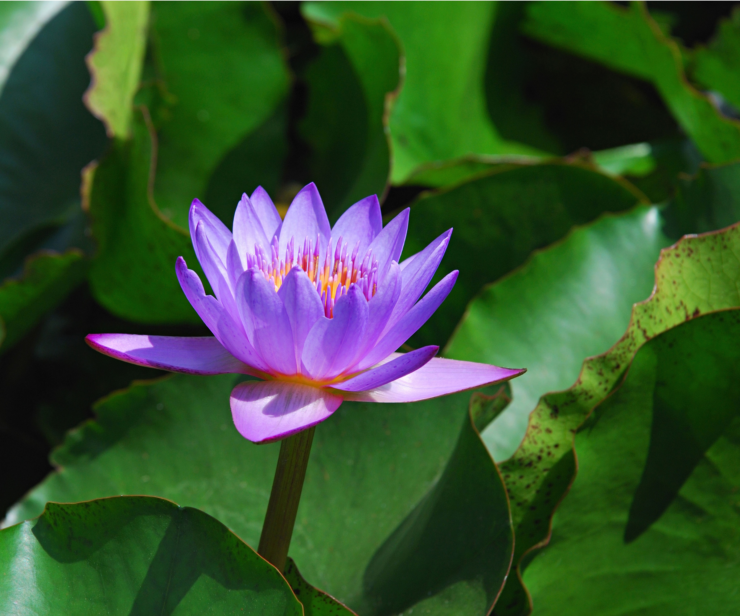 Lotus flower