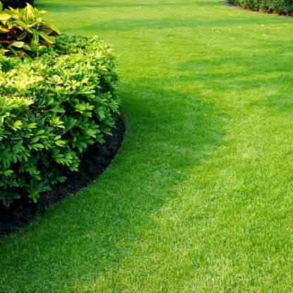 Beautifully manicured lawn and bushes