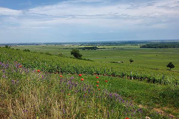 Domaine Ponsot 150th