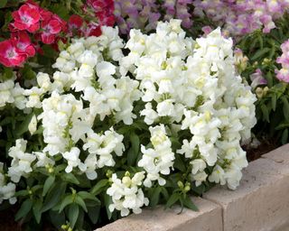 Compact white snapdragon Floral Showers