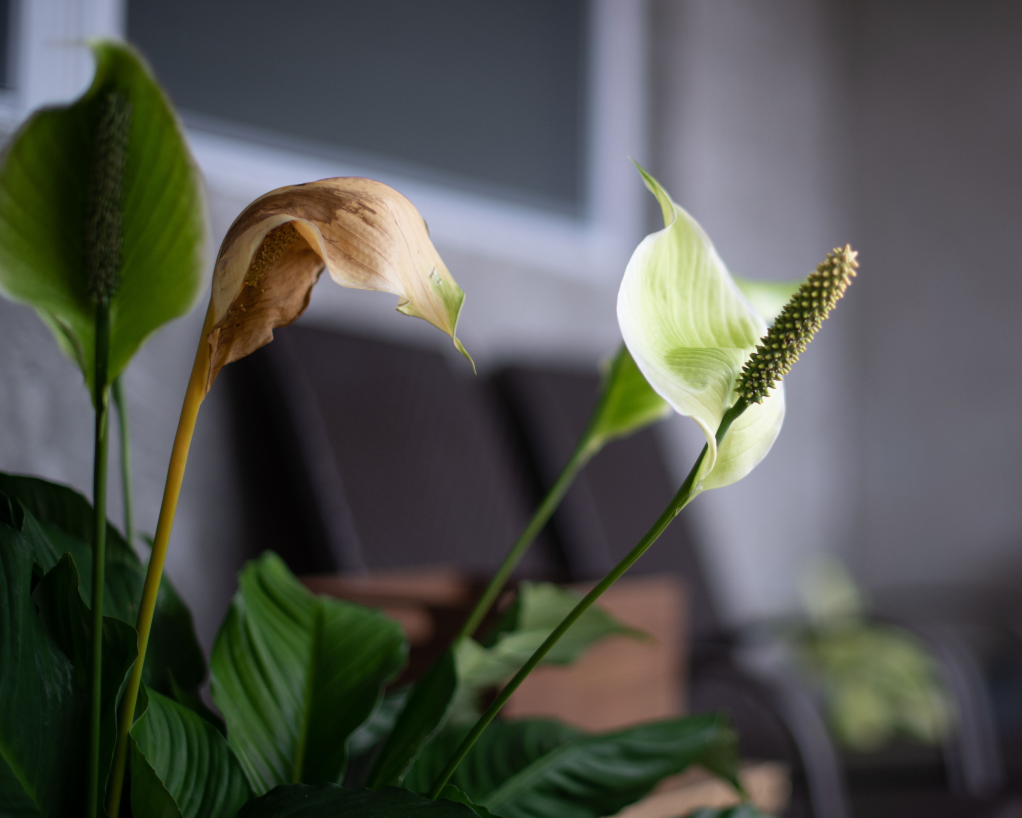 A closeup shot of a brown peace lily flower that has been overwatered
