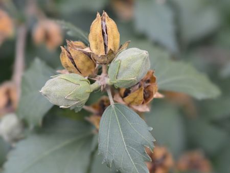 Rose Of Sharon Seeds