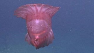 A pink see-through fantasia sea cucumber floats through the water with its umbrella-like rim open.