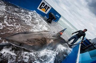 shark tagging, white sharks