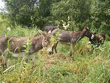 bog-donkeys.jpg