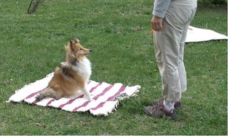 A Sheltie sitting on a mat with a toy attached, waiting for a command.