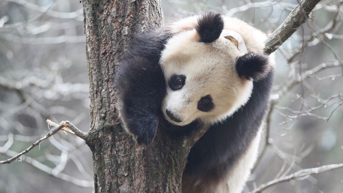 Compounds in fresh horse manure attracted pandas in China&#039;s Qinling Mountains.