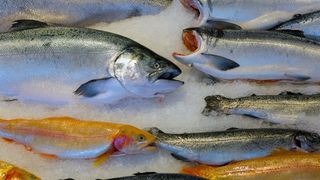 Salmon Copper River King and Sockeye Fish on ice in public market closeup.