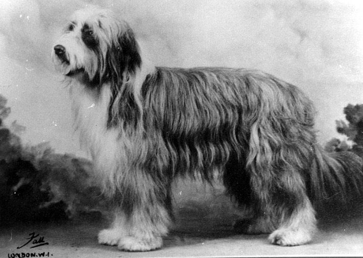 Black-and-white photograph of a bearded collie standing in profile, showing its long, shaggy coat and distinctive facial hair.