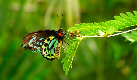 A butterfly on a leaf