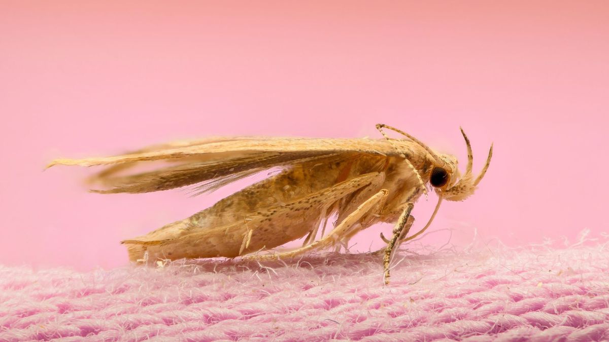 How to Get Rid of Closet Moths Naturally