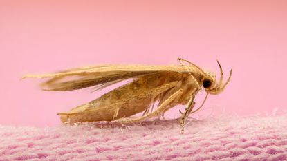 How to get rid of moths: 9 ways to rescue clothes and furnishings