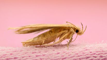 Clothes Moth Killer from