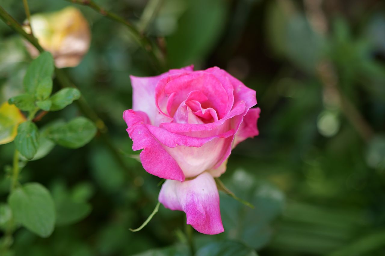 Images captured on the Panasonic Lumix S9