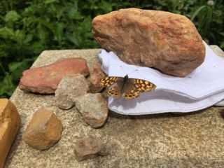 how to grow a butterfly garden: butterfly basking in sun on rock