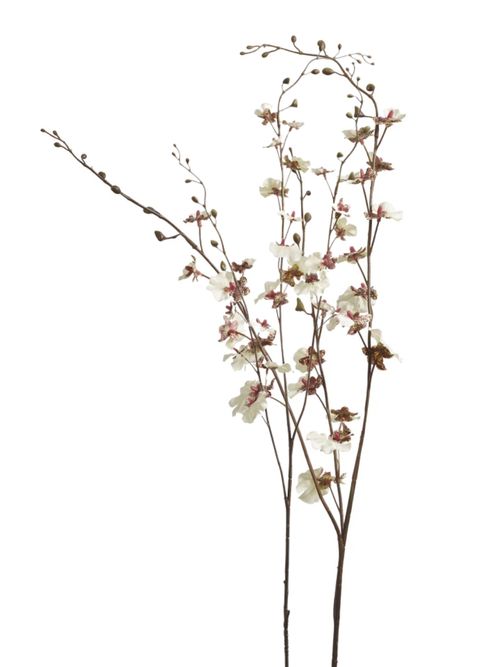 Dancing Orchid Stem 