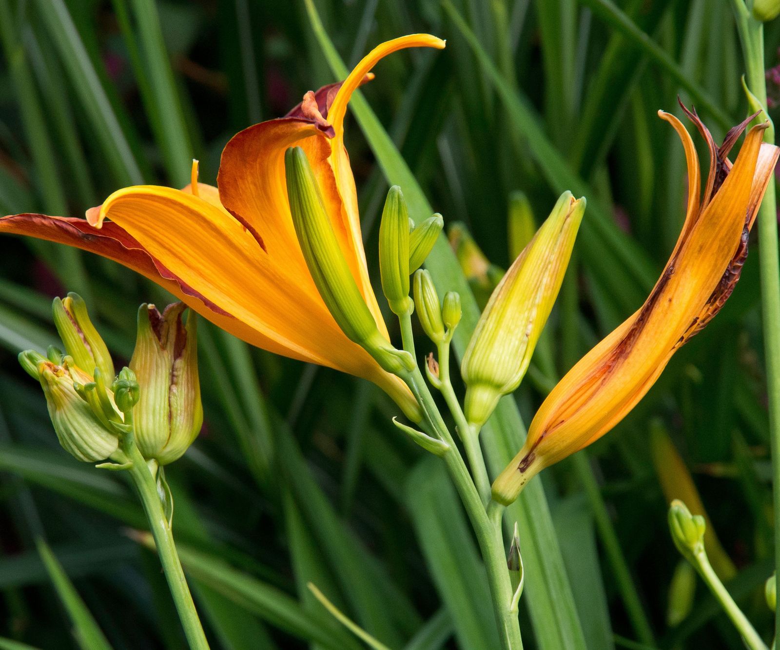 How to prune canna lilies to keep them healthy all season Homes