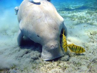 A dugong feeding on seagrass with two bright yellow fish nearby.