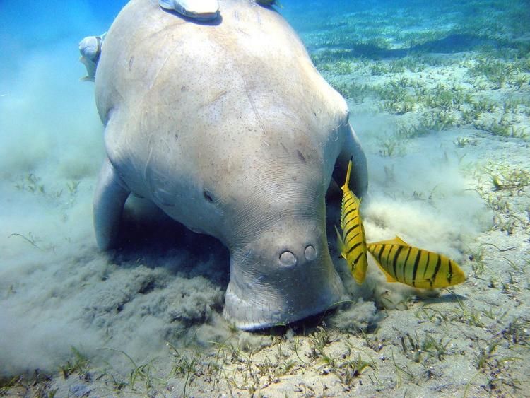 A dugong feeding on seagrass with two bright yellow fish nearby.