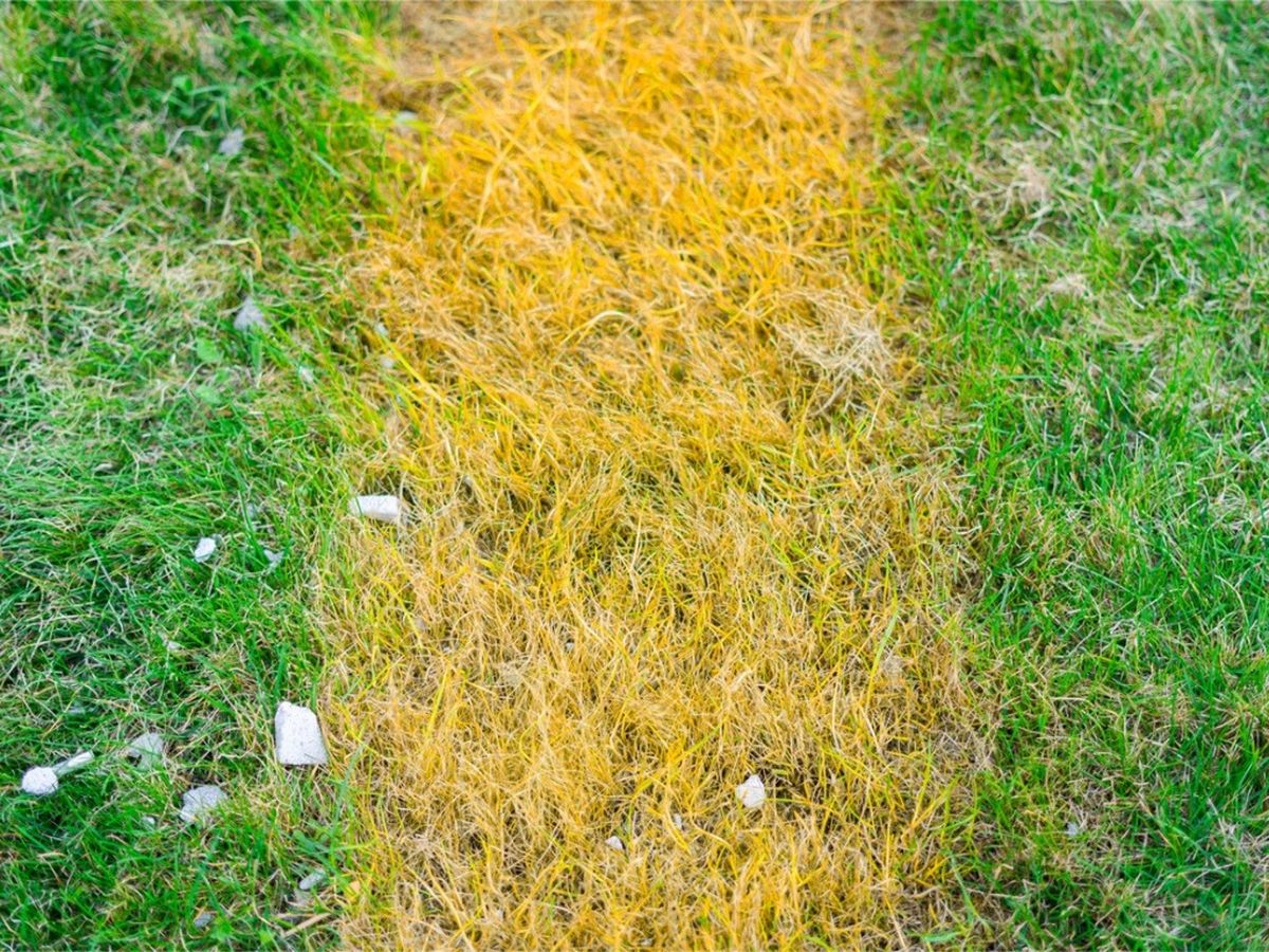 Reasons For Yellowing Grass And Yellow Lawn Solutions Gardening Know How