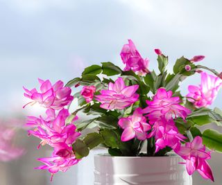 christmas cactus plant showing pink flowers