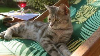 Cat lying on deck chair in the sun