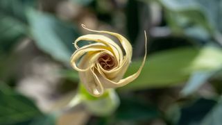 An unfurling Datura wrightii flower.