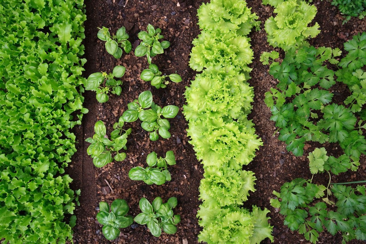 Rows Of Vegetables In The Garden